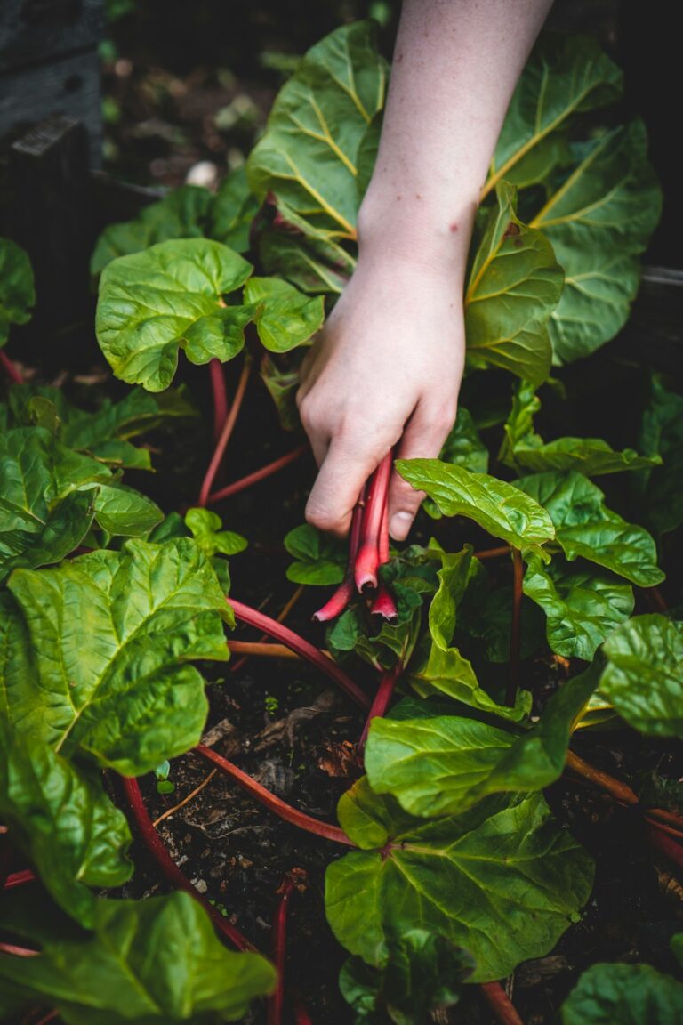 Off-Grid Gardening: Your Guide to a Bountiful Fall Harvest and Preservation Techniques